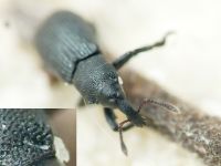 Magdalis (Odontomagdalis) armigera