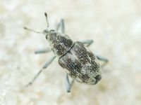 Rhinoncus albicinctus