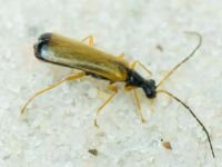 Cantharidae