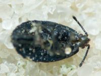Tingidae