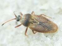 Oncochila simplex