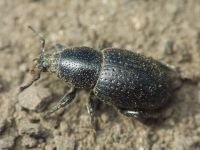 Psallidium maxillosum