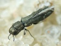 Buprestidae