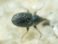 Mecinus plantaginis