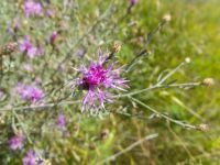 Centaurea stoebe