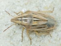 Aelia rostrata