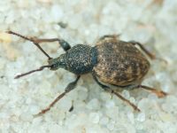 Otiorhynchus raucus