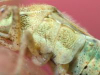 Stictopleurus