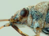 Nysius senecionis