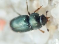Nitidulidae