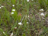 Cerastium arvense
