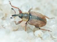 Gymnetron villosulum