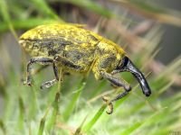 Larinus (Phyllonomeus) sturnus