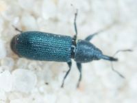 Mecinus janthinus