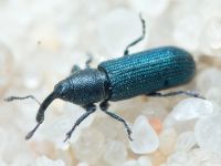 Mecinus janthinus