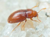 Mycetaea subterranea