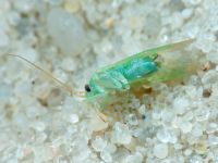 Miridae