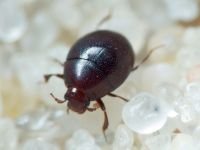 Abraeus perpusillus