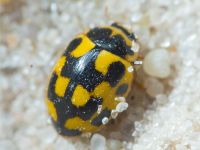 Insecta