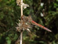 Sympetrum vulgatum