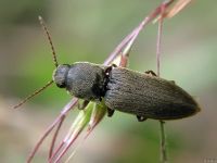 Agriotes gurgistanus