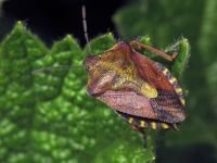 Carpocoris purpureipennis