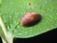 Penthimia nigra