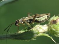 Epimecellus cyllocoroides