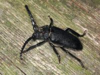 Prionus coriarius