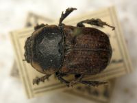 Chironitis hungaricus