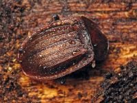 Phosphuga atrata