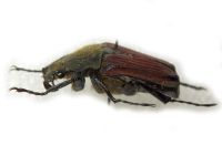 Mazoe albonotata