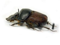 Onthophagus gibbulus