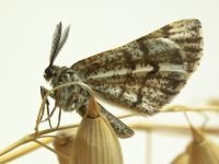 Bupalus piniaria