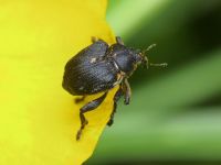 Mononychus punctumalbum