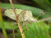 Peribalus strictus vernalis