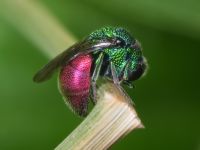 Chrysididae