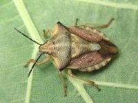 Carpocoris fuscispinus