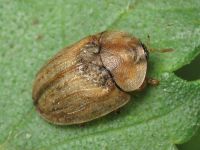 Hypocassida
