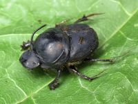 Onthophagus taurus