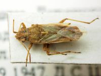 Nysius helveticus