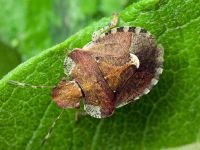 Dyroderes umbraculatus