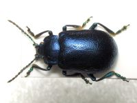 Oreina alpestris