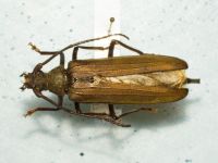 Aegosoma scabricorne