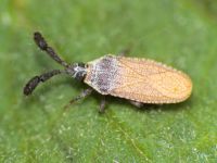 Copium teucrii