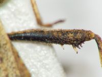Coriomeris scabricornis