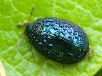 Plagiodera versicolora