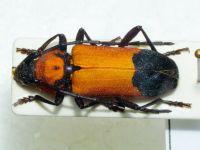 Purpuricenus desfontainii
