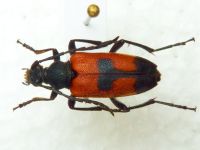 Stictoleptura cordigera
