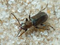 Orsodacne humeralis